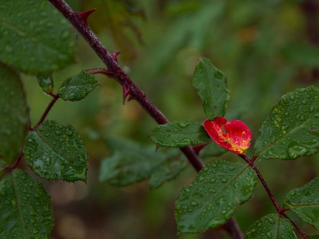 Herbst in der Villa Belveder