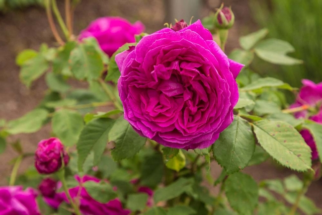 Catherine Guillot, 1861 Bourbonrose