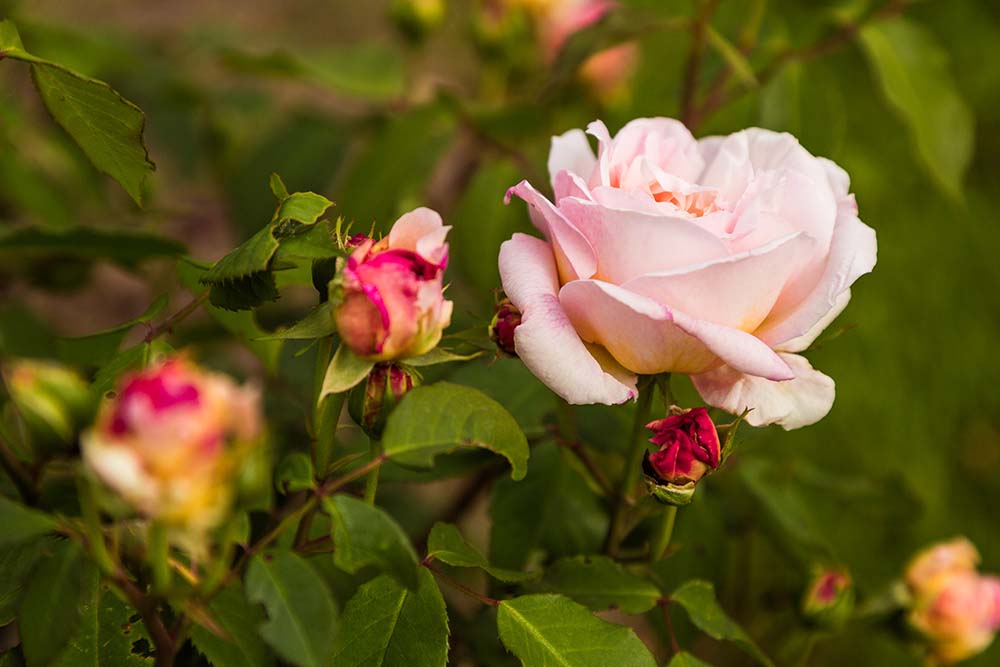 Gruß aus Aachen, 1909