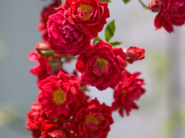 Gruß aus Baden-Baden