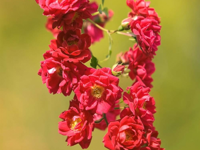 Gruß aus Baden-Baden