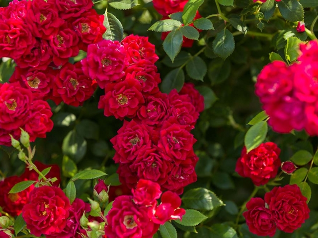 Gruß aus Baden-Baden