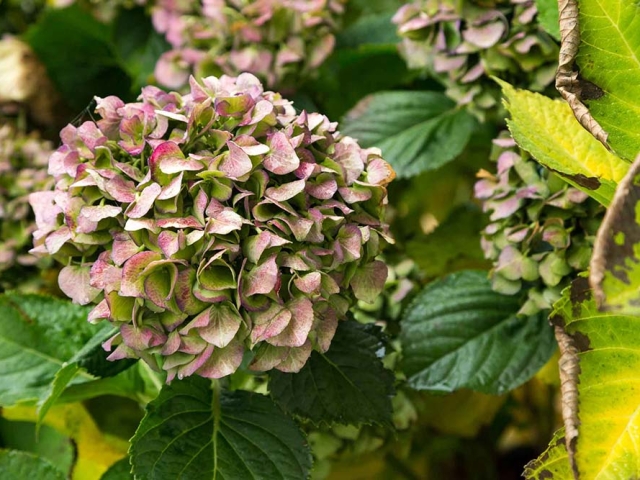 Hortensien Hortensien