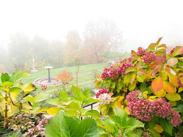 Hortensien Hortensien