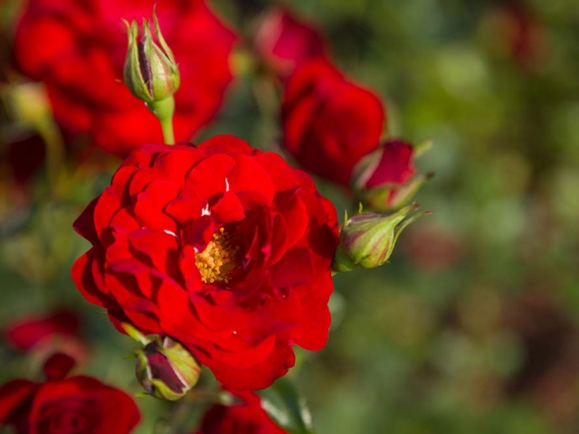 Gruß aus Baden-Baden