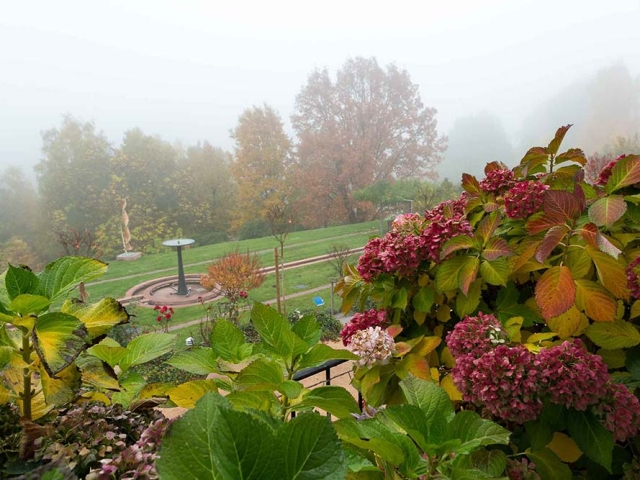 Hortensien Hortensien