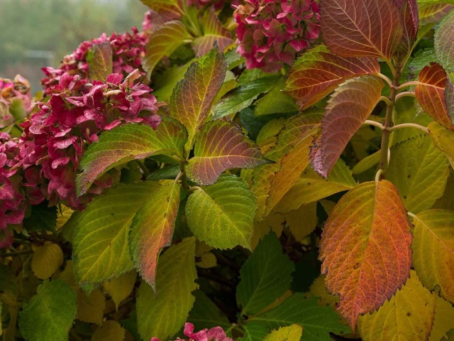 Hortensien Hortensien