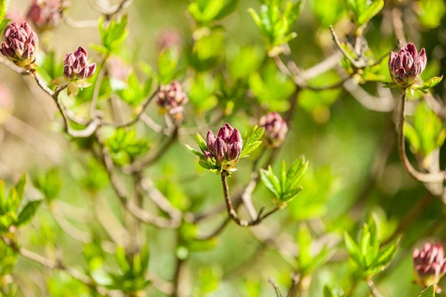 Rhododendren