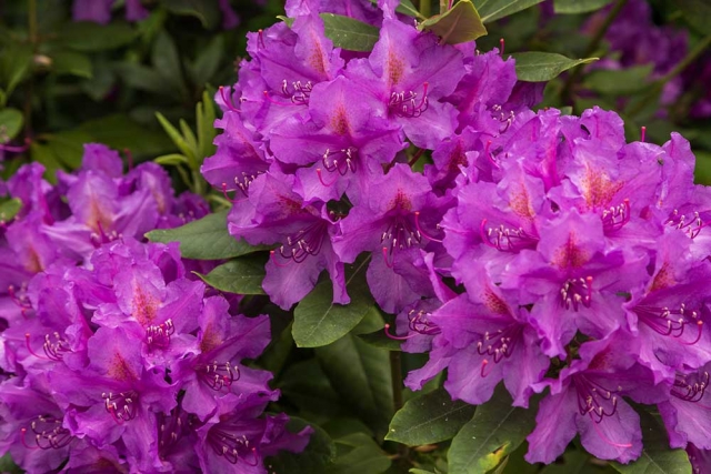 Rhododendren