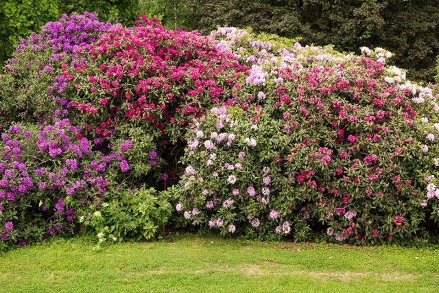 Rhododendren