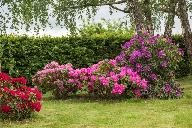 Rhododendren