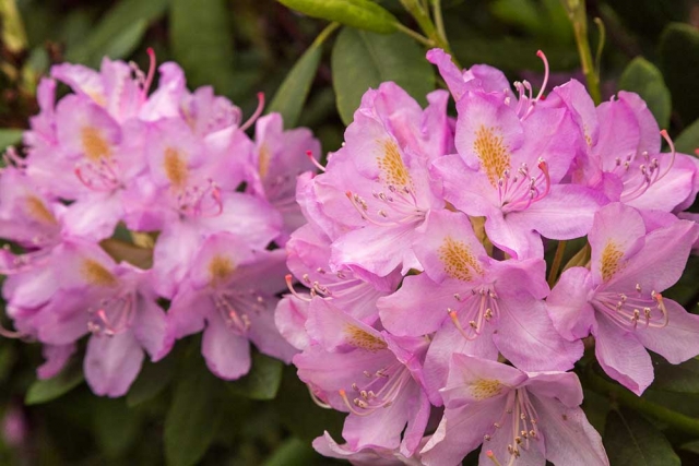 Rhododendren