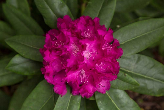 Rhododendren