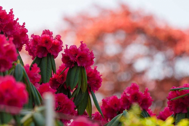 Rhododendren