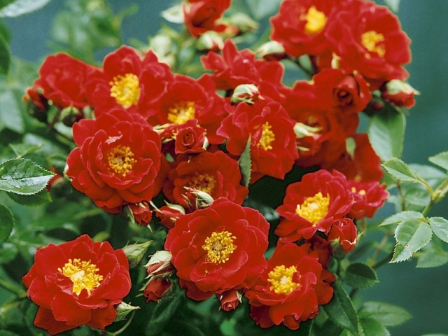 Gruß aus Baden-Baden