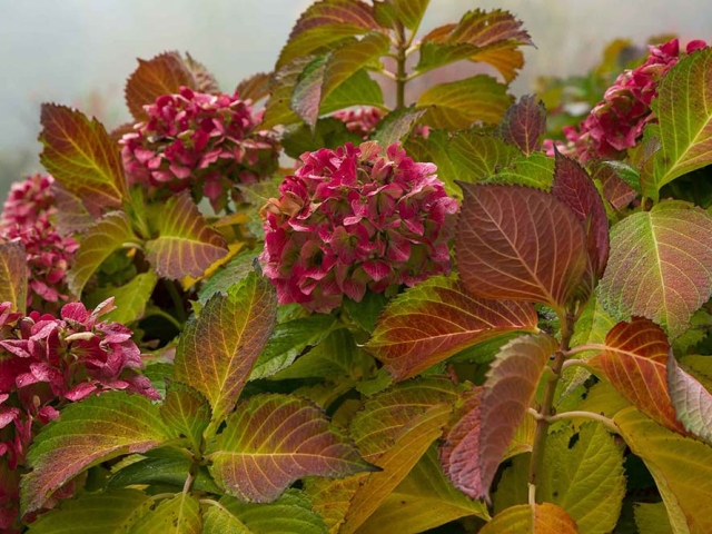 Hortensien Hortensien