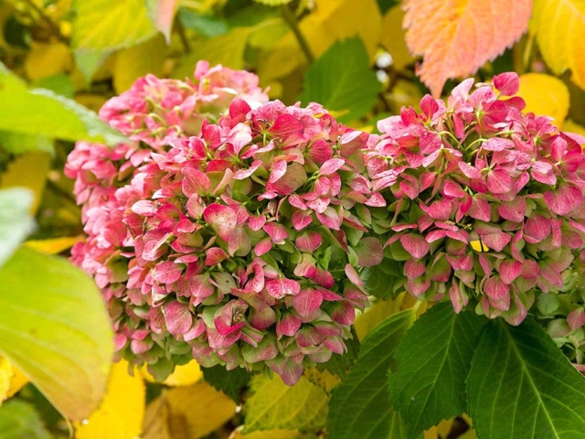 Hortensien Hortensien