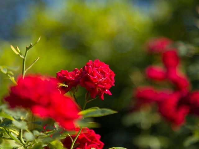 Gruß aus Baden-Baden