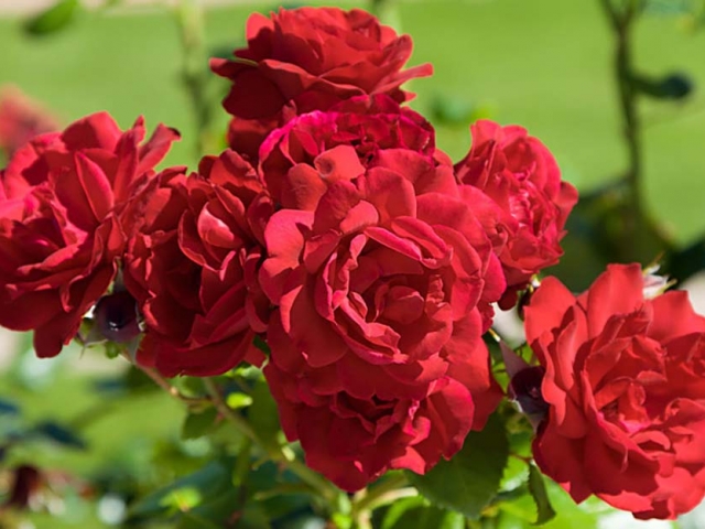 Gruß aus Baden-Baden