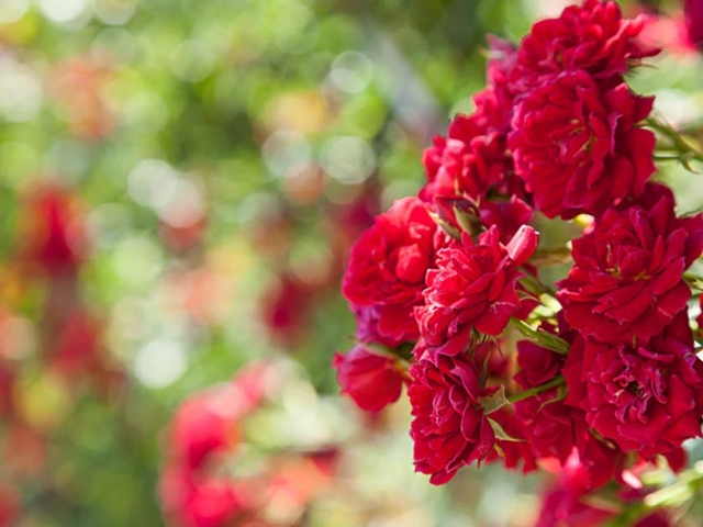 Gruß aus Baden-Baden