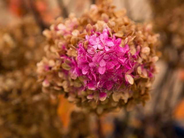 Hortensien Hortensien