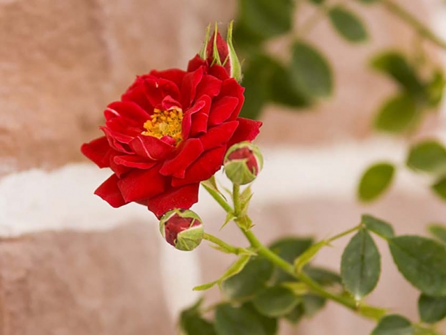 Gruß aus Baden-Baden