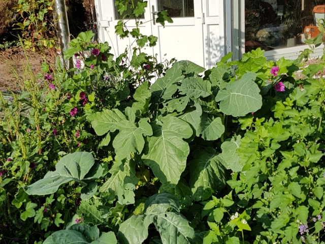 Bienenweide in der Villa Belveder Bienenweide in der Villa Belveder