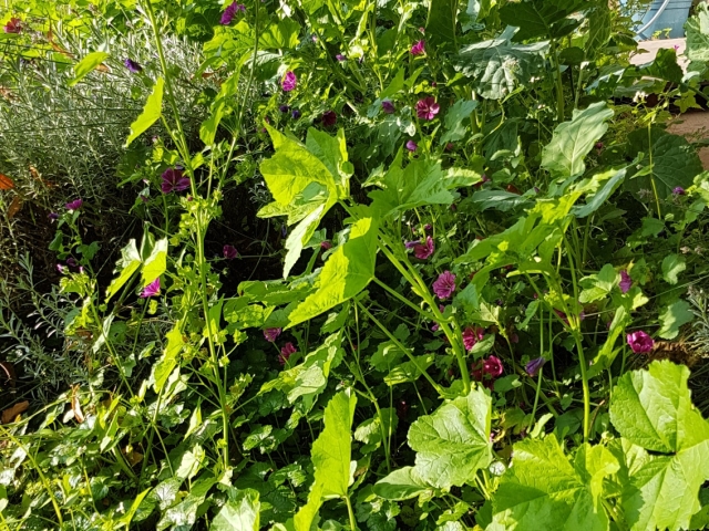 Bienenweide in der Villa Belveder Bienenweide in der Villa Belveder