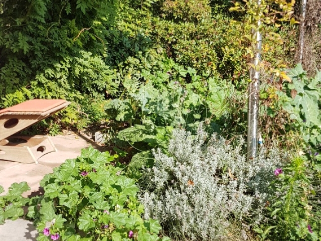 Bienenweide in der Villa Belveder Bienenweide in der Villa Belveder