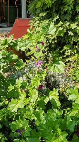 Bienenweide in der Villa Belveder