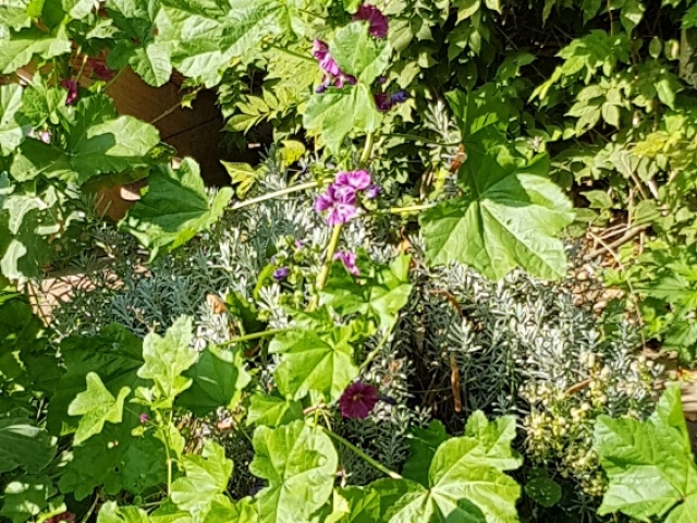 Bienenweide in der Villa Belveder Bienenweide in der Villa Belveder