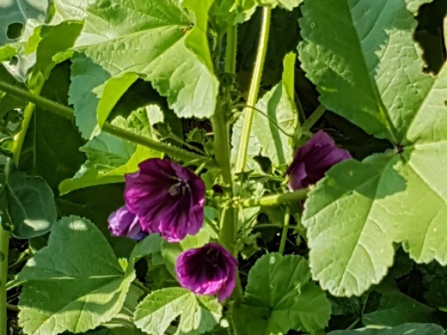 Bienenweide in der Villa Belveder Bienenweide in der Villa Belveder