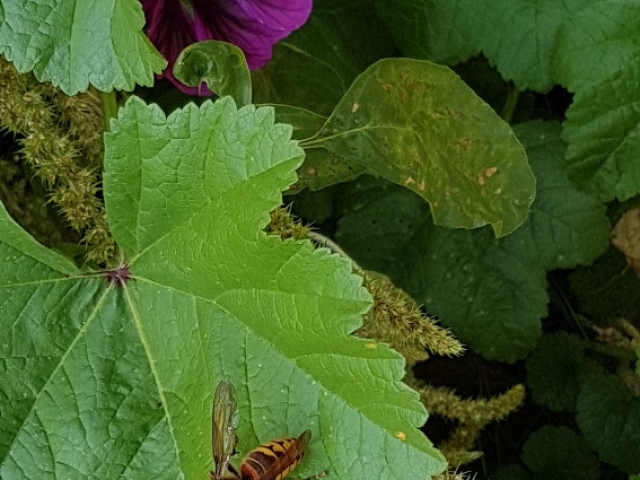 Bienenweide in der Villa Belveder Bienenweide in der Villa Belveder