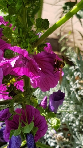 Bienenweide in der Villa Belveder