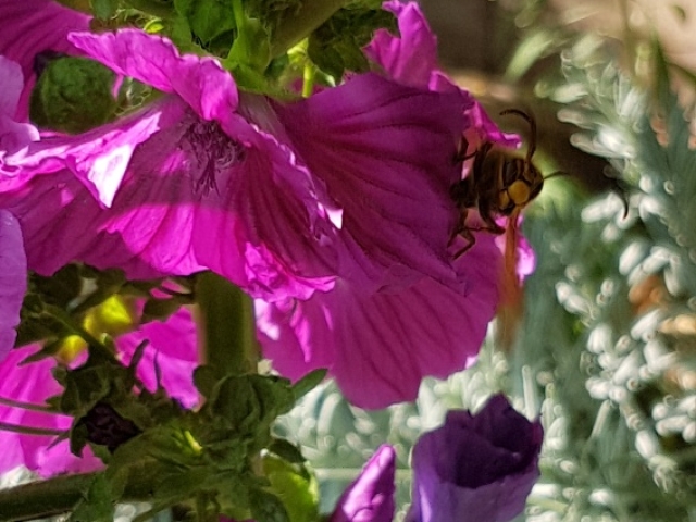 Bienenweide in der Villa Belveder Bienenweide in der Villa Belveder