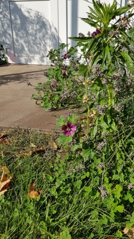 Bienenweide in der Villa Belveder