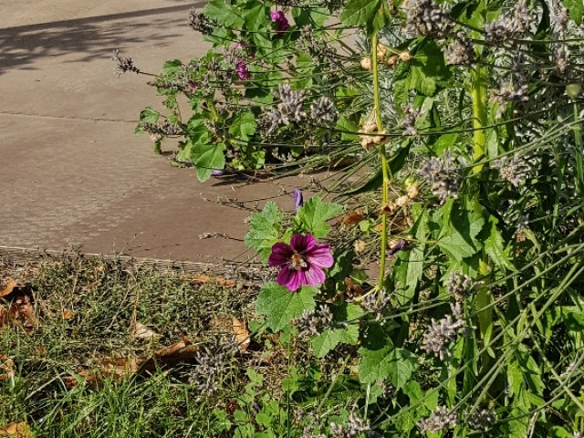 Bienenweide in der Villa Belveder Bienenweide in der Villa Belveder