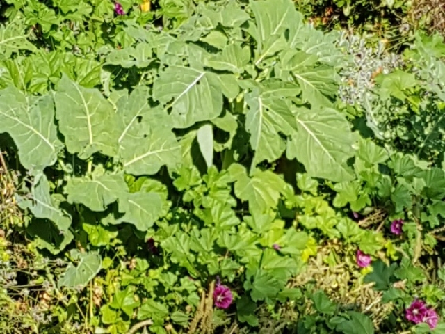 Bienenweide in der Villa Belveder Bienenweide in der Villa Belveder