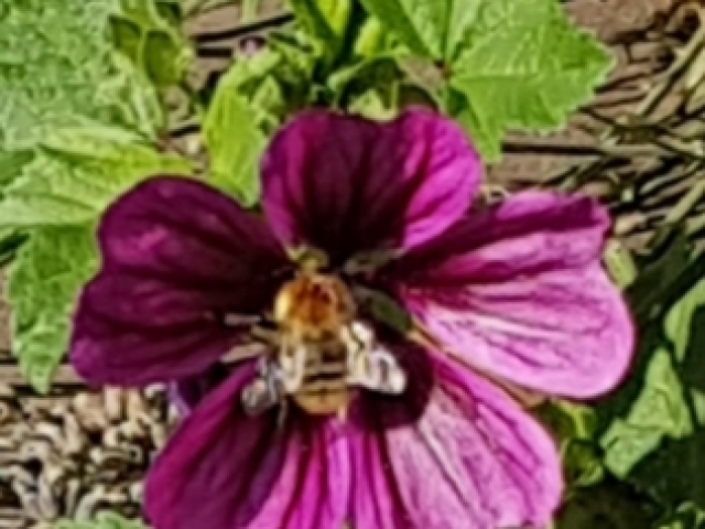 Bienenweide in der Villa Belveder Bienenweide in der Villa Belveder