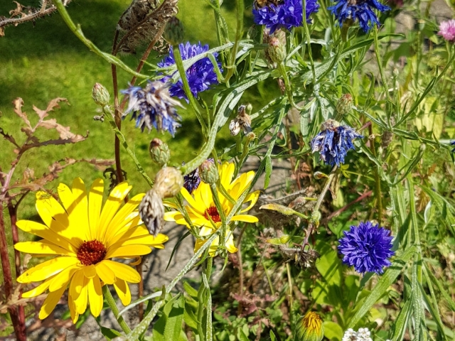 Bienenweide in der Villa Belveder Bienenweide in der Villa Belveder