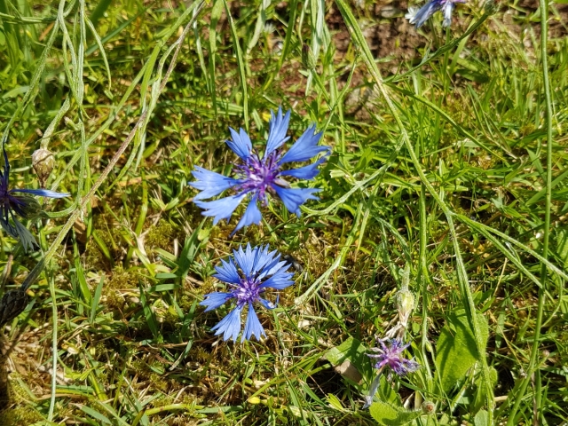 Bienenweide in der Villa Belveder Bienenweide in der Villa Belveder