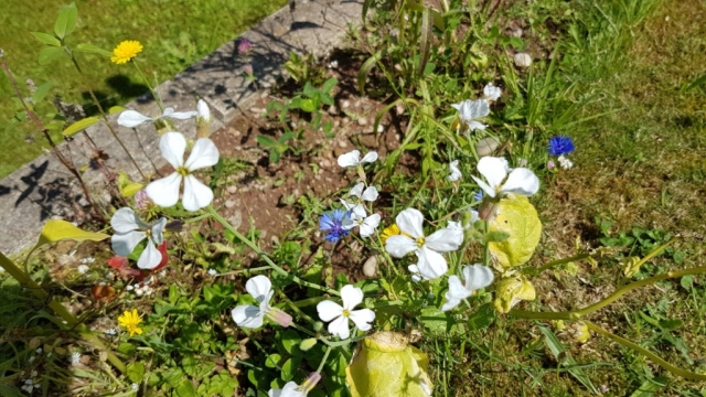 Bienenweide in der Villa Belveder