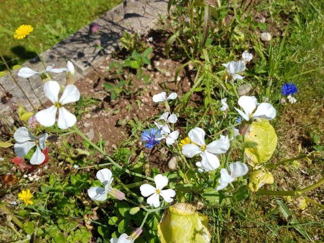 Bienenweide in der Villa Belveder Bienenweide in der Villa Belveder