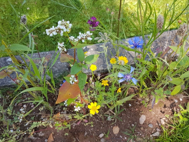 Bienenweide in der Villa Belveder Bienenweide in der Villa Belveder