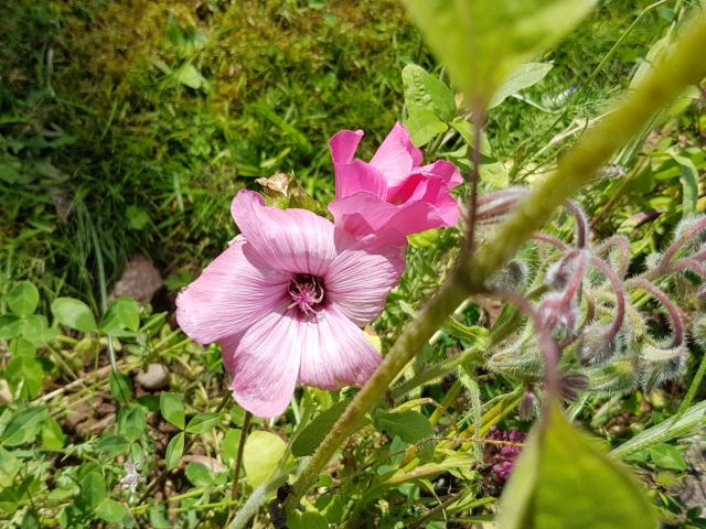 Bienenweide in der Villa Belveder Bienenweide in der Villa Belveder