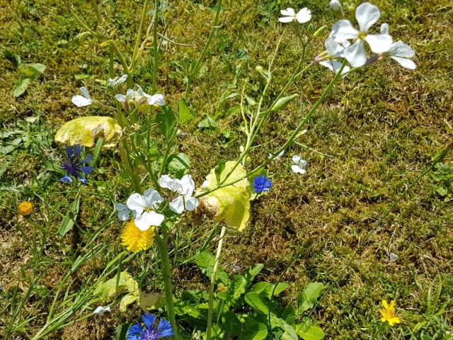 Bienenweide in der Villa Belveder Bienenweide in der Villa Belveder