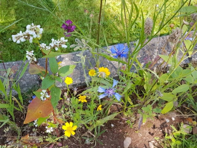 Bienenweide in der Villa Belveder Bienenweide in der Villa Belveder