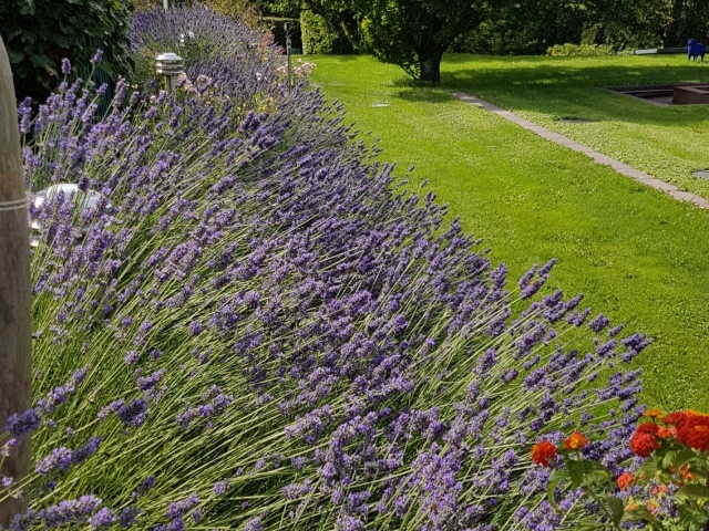 Bienenweide in der Villa Belveder Bienenweide in der Villa Belveder