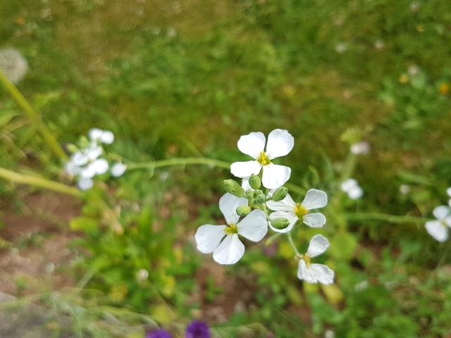 Bienenweide in der Villa Belveder Bienenweide in der Villa Belveder