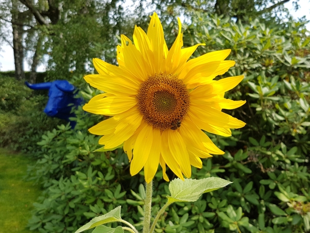 Bienenweide in der Villa Belveder Bienenweide in der Villa Belveder